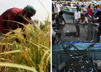 වී ගොවීන්ගේ පොහොර සහනාධාරය 25,000කට වැඩි කරයි