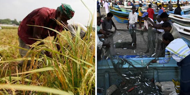 වී ගොවීන්ගේ පොහොර සහනාධාරය 25,000කට වැඩි කරයි