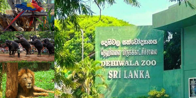 සත්වෝද්‍යාන නොමිලේ නැරඹීමට අද විශේෂ අවස්ථාවක්!