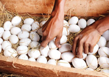 බිත්තර මිල සම්බන්ධයෙන් ගත් තීරණය