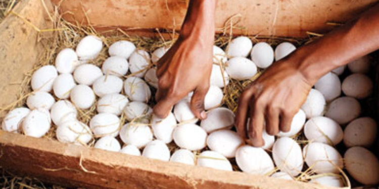 වෙළෙඳපොළේ බිත්තර මිල යළිත් ඉහළට!