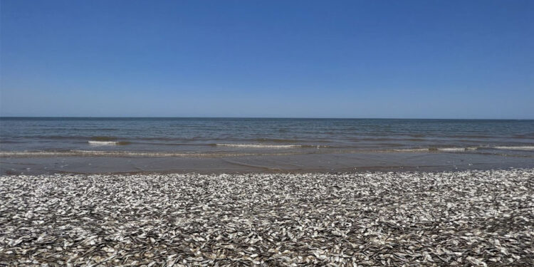 නැඟෙනහිර වෙරළට ගසාගෙන එන කෝටි ගණනක මසුන්