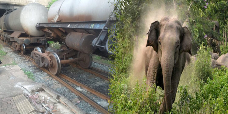 ඉන්ධන ප්‍රවාහනය කළ දුම්රියක් වනඅලි රංචුවක ගැටෙයි!