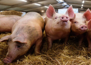 අප්‍රිකානු ඌරු උණ ආවේ ගුවනින් ද? මුහුදින් ද? පුළුල් විද්‍යාත්මක විමර්ශනයක්