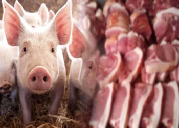 වෛරසයෙන් මිය යන ඌරන්ගේ මස් වෙළෙඳසල්වල