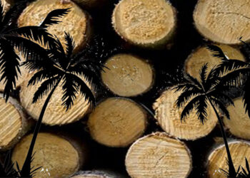 හලාවත වත්තක පොල් ගස් 400ක් කපා දමලා