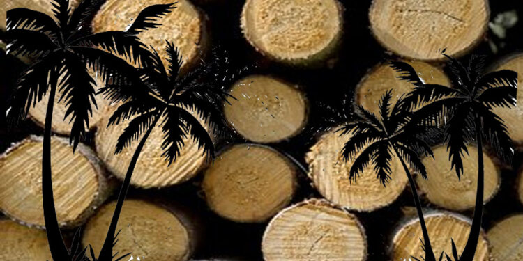 හලාවත වත්තක පොල් ගස් 400ක් කපා දමලා