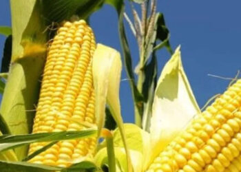 බඩඉරිඟුව සව්දිය පුරද්දී සතුන් බඩගින්නේ