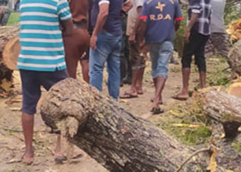 පුත්තලම -අනුරාධපුර පාරට ගහක් කඩා වැටෙයි