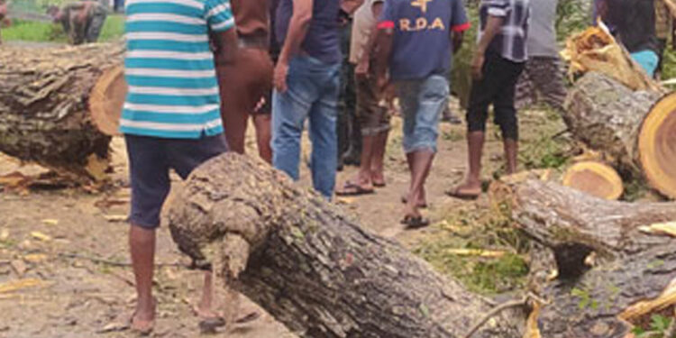 පුත්තලම -අනුරාධපුර පාරට ගහක් කඩා වැටෙයි