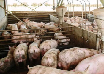 ඌරු ගොවිපොළ ලියාපදිංචි කිරීම ගැන දැනුම්දීමක්