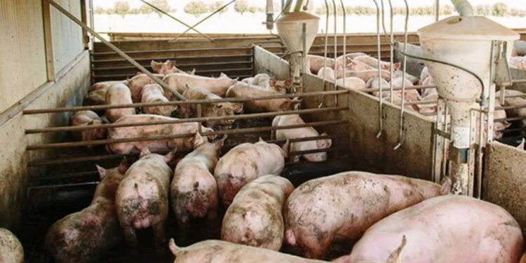 ඌරු ගොවිපොළ ලියාපදිංචි කිරීම ගැන දැනුම්දීමක්