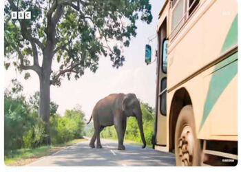 බුත්තල – කතරගම පාරේ ‘රාජා’ බීබීසීයෙන් ලොව පුරා සැරිසරයි