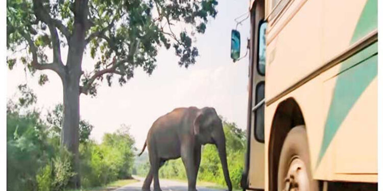 බුත්තල – කතරගම පාරේ ‘රාජා’ බීබීසීයෙන් ලොව පුරා සැරිසරයි