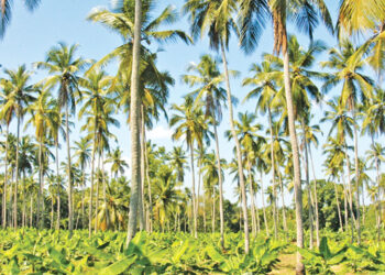 අධික උණුසුම පොල් හිඟයට හේතුවක් – රුහුණු සරසවියෙන් අනාවරණයක්