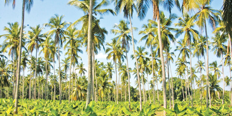 අධික උණුසුම පොල් හිඟයට හේතුවක් – රුහුණු සරසවියෙන් අනාවරණයක්