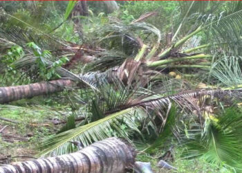 ලක්ෂ 20කින් ආරම්භ කළ පොල් වගාවක් වන අලි විනාශ කරලා