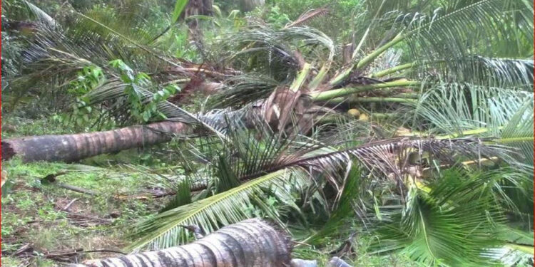 ලක්ෂ 20කින් ආරම්භ කළ පොල් වගාවක් වන අලි විනාශ කරලා