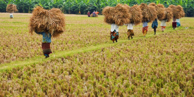 වී කිලෝවක මිලත් ඉහළ දමන්නැයි ඉල්ලයි