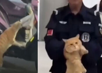 මාළු කූරියෙක් සොරකම් කළ පූසා අත්අඩංගුවට