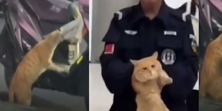 මාළු කූරියෙක් සොරකම් කළ පූසා අත්අඩංගුවට