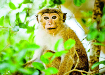 වගා හානි කරන සතුන් ගැන වාර්තාවක් එලියට