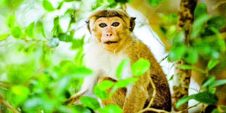 වගා හානි කරන සතුන් ගැන වාර්තාවක් එලියට