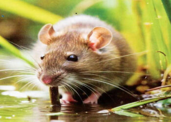 උතුරේ 7ක් බිලිගත් හඳුනා නොගත් රෝගය මී උණ බවට තහවුරුයි