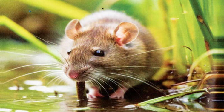 උතුරේ 7ක් බිලිගත් හඳුනා නොගත් රෝගය මී උණ බවට තහවුරුයි