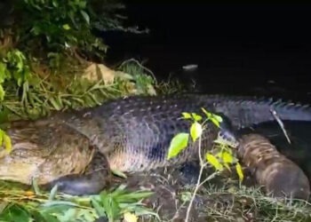 මඩකලපුවෙන් අල්ලාගත් යෝධ කිඹුලා