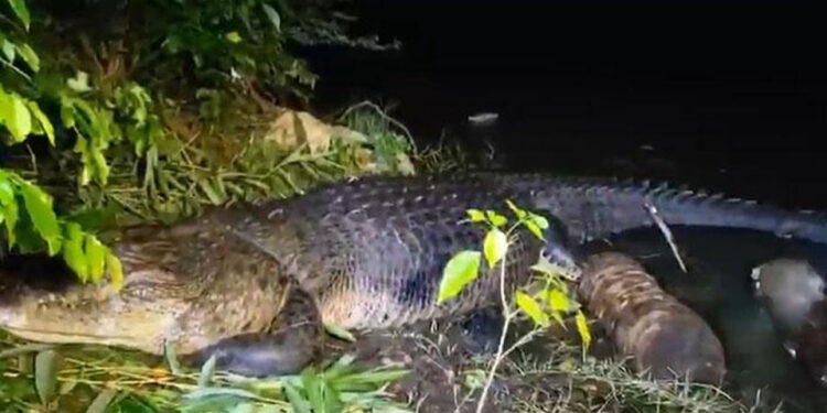 මඩකලපුවෙන් අල්ලාගත් යෝධ කිඹුලා