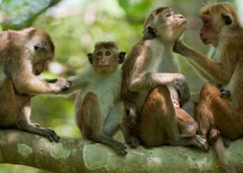 රිලව් මරන්න ගොවීන්ට අවසරයි | කිසිම තහනමක් නැහැ