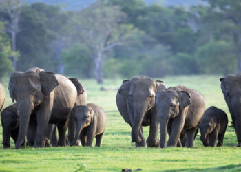 අනවසර විදුලි රැහැන් නිසා මේ වසර තුළ අලි ඇතුන් 50ක් මරුට