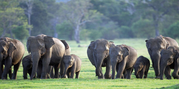 අනවසර විදුලි රැහැන් නිසා මේ වසර තුළ අලි ඇතුන් 50ක් මරුට