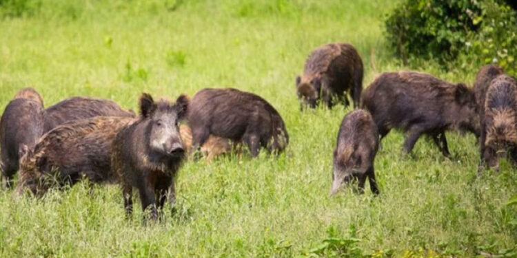 වල් ඌරන්ටත් උණ දැනටමත් සියයකට වැඩියෙන් මැරිලා