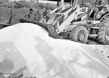 තඹුත්තේගම පාසල්වලට දුන් හාල් කිලෝ 5,300ක් සහ පරිප්පු කිලෝ 2,100ක් විනාශ කරයි