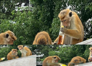 රිලවුන්ගේ පාටියට රට බීම සහ බයිට්!