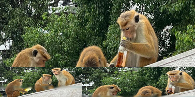 රිලවුන්ගේ පාටියට රට බීම සහ බයිට්!