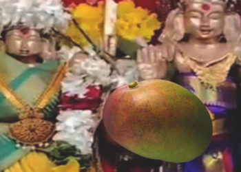 ලක්ෂ දෙකහමාරක් වටිනා අඹ ගෙඩියක් !