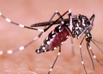 දින 14කදී වාර්තා වූ ඩෙංගු රෝගීන් ගණන් මෙන්න