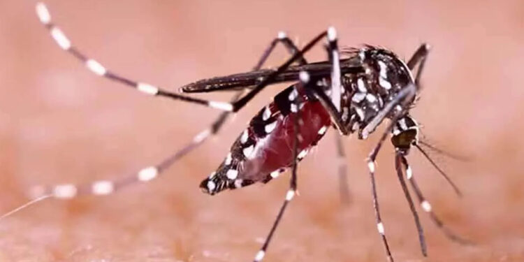 දින 14කදී වාර්තා වූ ඩෙංගු රෝගීන් ගණන් මෙන්න