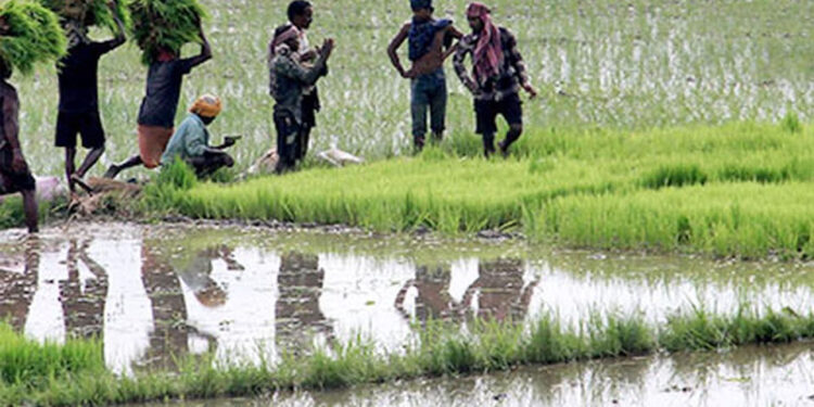 ගංවතුරෙන් වගා හානියට පත් ගොවීන්ට වන්දි ලබාදීම අද සිට