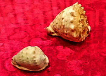 ලක්ෂ අටකට අධික වාලම්පුරි දෙකක් පොලිස් දැලේ