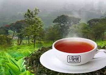 2024 වර්ෂයේදී තේ නිෂ්පාදනය ඉහළට