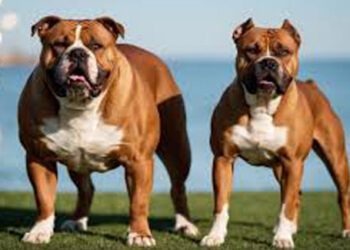 “Paw Night with American Bullies” ප්රදර්ශනය පෙබරවාරි 22 දා