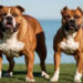 “Paw Night with American Bullies”  ප්‍රදර්ශනය  පෙබරවාරි 22 දා