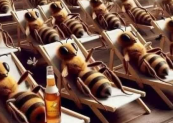 ‘මී පැණි’ ගැන ඔබ නොදත් දේ