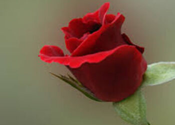 වැලන්ටයින්වලට ඉන්දියාවෙන් රතු රෝස