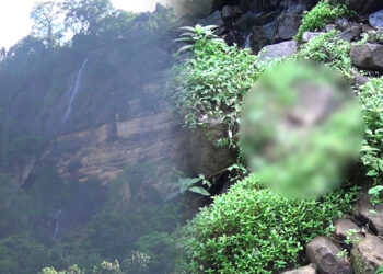 බිසෝඇල්ලෙන් වැටී තරුණයෙක් මිය යයි