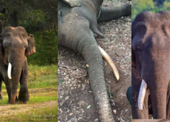 මින්නේරිය හැඩ කල යුනිකෝන් හස්තියා,  ඔබට සුබ ගමන් !